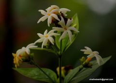 Nyctanthes arbor-tristis