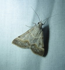 Hemeroplanis incusalis