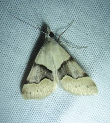 Hemeroplanis incusalis