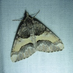 Frederickia hypaethrata