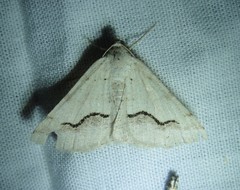 Digrammia rippertaria