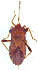 Anasa scorbutica
