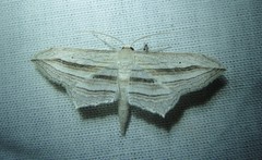 Arcobara multilineata