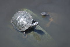 Phrynops geoffroanus