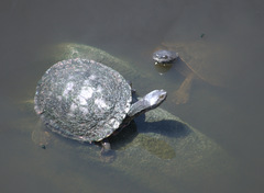Phrynops geoffroanus