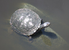 Phrynops geoffroanus