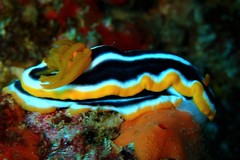 Chromodoris africana