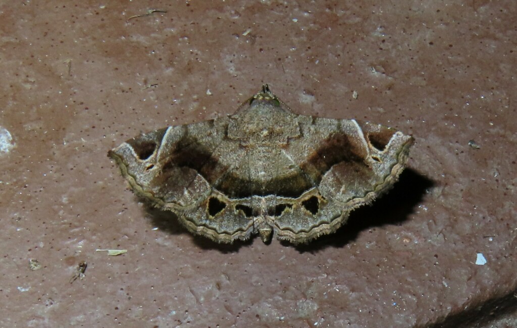 Pangrapta parsimonalis