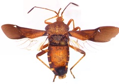 Anasa scorbutica