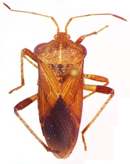 Anasa scorbutica