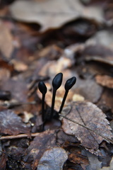 Trichoglossum hirsutum image