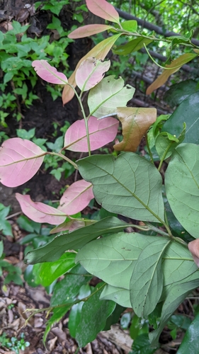 Cryptocarya concinna, photograph 5
