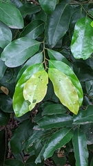 Cryptocarya concinna, photograph (c) 許文俊, some rights reserved (CC BY-SA)