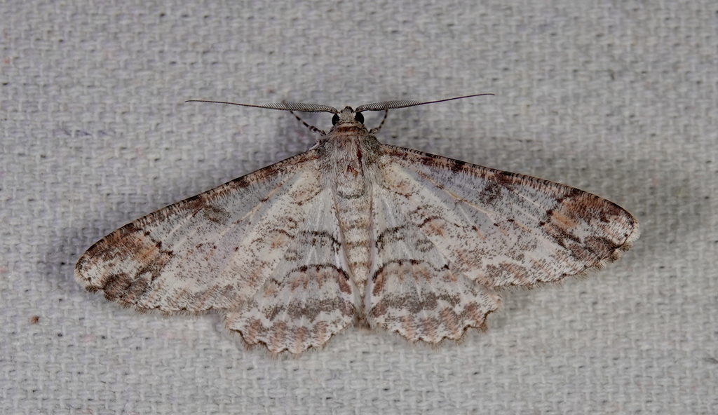 Iridopsis chalcea