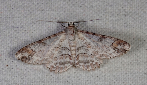 Iridopsis chalcea