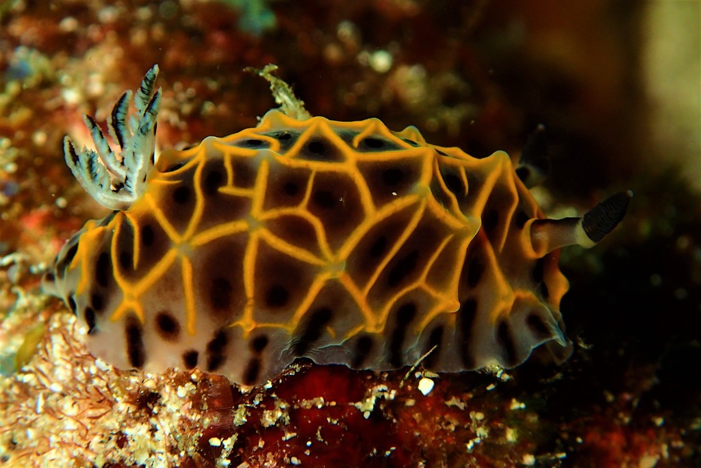 yellow-blocked nudibranch