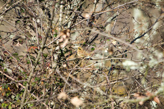 Emberiza