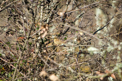 Emberiza