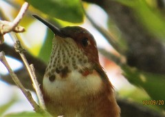Selasphorus sasin sedentarius