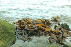 Macrocystis pyrifera