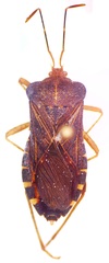 Anasa scorbutica