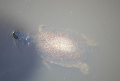 Phrynops geoffroanus