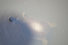 Phrynops geoffroanus