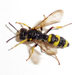 Ornate-tailed Digger Wasp - Photo (c) U. Wilkens, some rights reserved (CC BY-NC), uploaded by U. Wilkens