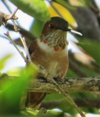 Selasphorus sasin sedentarius
