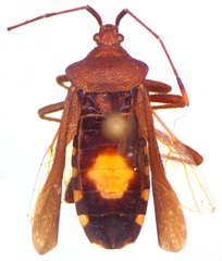 Anasa subobscura