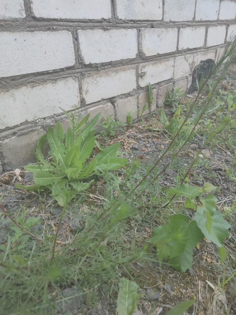 chicory from Чижовка, Минск, Беларусь on June 15, 2023 at 12:52 PM by ...