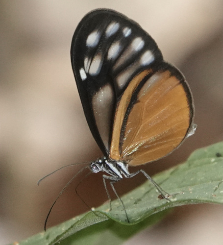 Hypoleria lavinia
