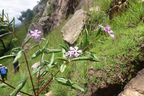 Catharanthus longifolius image