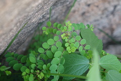 Phyllanthus nummulariifolius
