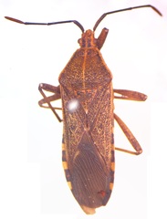 Anasa trilineata