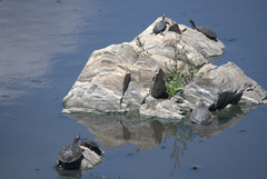 Phrynops geoffroanus