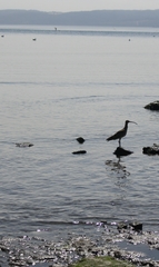 Numenius phaeopus