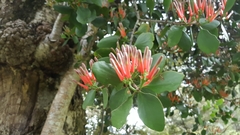 Peraxilla colensoi