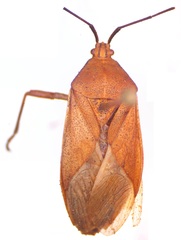 Anasa uhleri