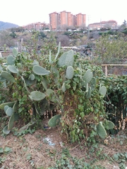 Ipomoea indica