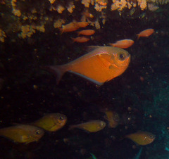 Pempheris vanicolensis