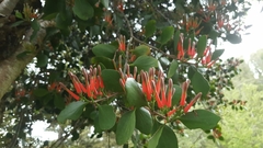 Peraxilla colensoi