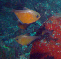 Pempheris vanicolensis