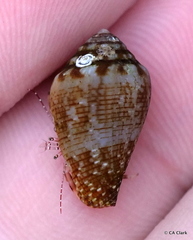 Pagurus redondoensis