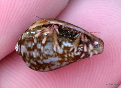 Pagurus redondoensis