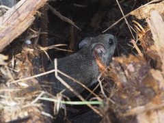 Peromyscus gambelii