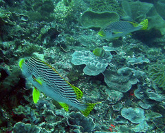 Plectorhinchus lineatus