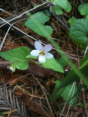 Viola ocellata