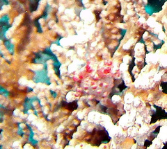 Hippocampus bargibanti