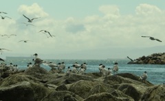 Leucophaeus pipixcan